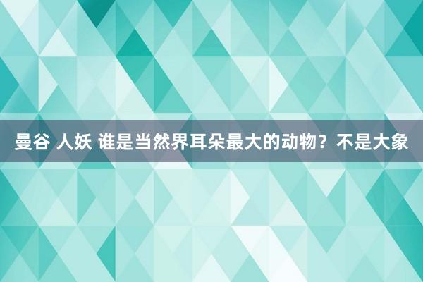 曼谷 人妖 谁是当然界耳朵最大的动物？不是大象